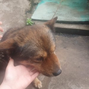 강아지를 찾습니다 기타견종 부산광역시 부산진구