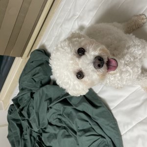 강아지 주인을 찾습니다 비숑프리제 경기도 평택시