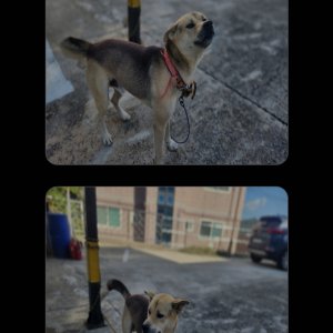 강아지 주인을 찾습니다 기타견종 경상북도 칠곡군