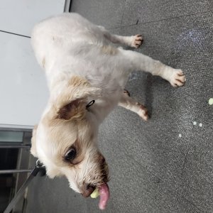 강아지를 찾습니다 믹스견 전라북도 김제시