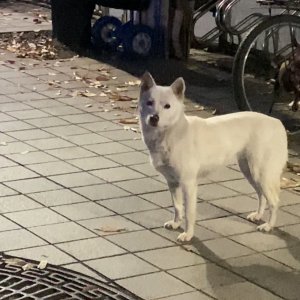 강아지 주인을 찾습니다 진돗개 대구광역시 중구
