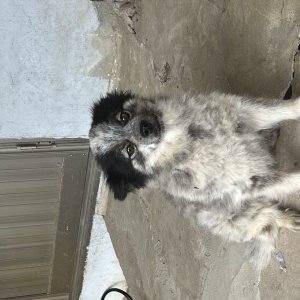 강아지를 찾습니다 믹스견 전라북도 순창군