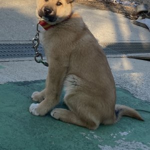 강아지를 찾습니다 진돗개 충청남도 아산시