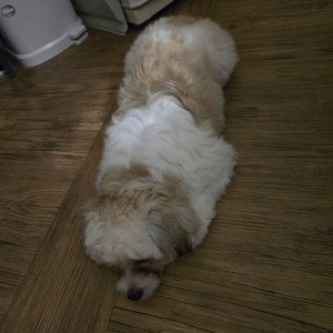 강아지를 찾습니다 믹스견 울산광역시 남구