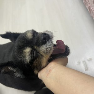 강아지를 찾습니다 포메라니언 경기도 고양시 일산서구