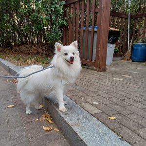 강아지를 찾습니다 믹스견 서울특별시 용산구