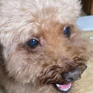 강아지를 찾습니다 푸들/미니어처푸들 전라남도 보성군