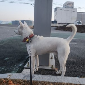 강아지를 찾습니다 진돗개 경기도 안성시