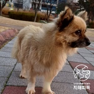 강아지를 찾습니다 기타견종 충청남도 홍성군
