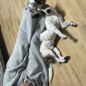 강아지를 찾습니다 믹스견 경상북도 칠곡군