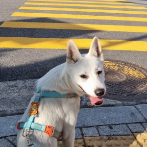 강아지를 찾습니다 진돗개 경기도 시흥시