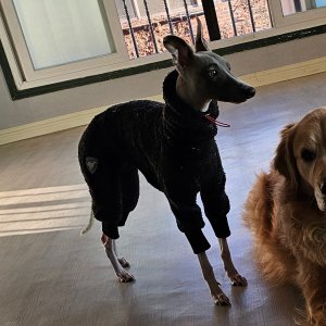 강아지를 찾습니다 휘펫 충청남도 공주시