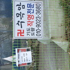 강아지 주인을 찾습니다 진돗개 경상남도 양산시