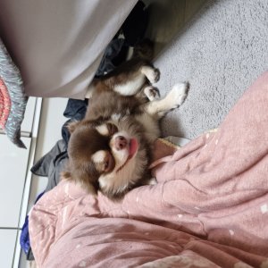 강아지를 찾습니다 치와와 충청북도 청주시 흥덕구