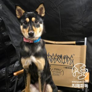 강아지를 찾습니다 진돗개 경기도 김포시