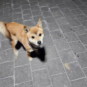 강아지 주인을 찾습니다 기타견종 경기도 평택시
