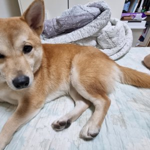 강아지를 찾습니다 시바 서울특별시 금천구