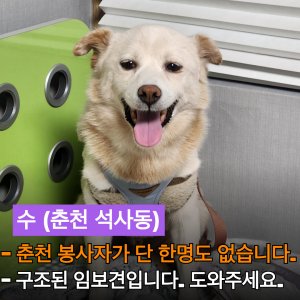 강아지를 찾습니다 믹스견 강원도 춘천시