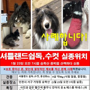 강아지를 찾습니다 셔틀랜드쉽독 인천광역시 서구