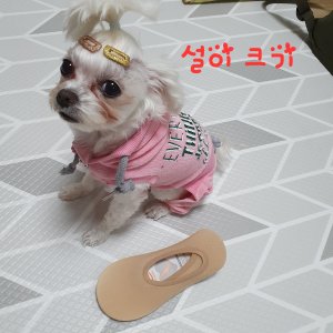 강아지를 찾습니다 말티즈 대구광역시 달성군