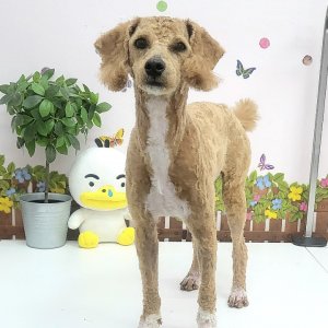 강아지 주인을 찾습니다 푸들/미디엄푸들 충청남도 공주시