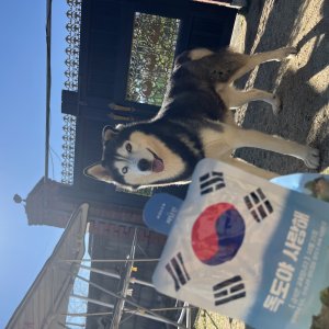 강아지를 찾습니다 시베리안허스키 경기도 포천시