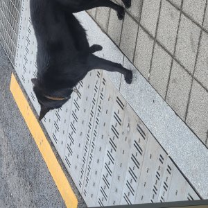 강아지 주인을 찾습니다 기타견종 경기도 의정부시