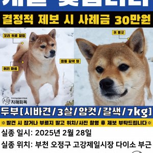 강아지를 찾습니다 시바 경기도 부천시 오정구
