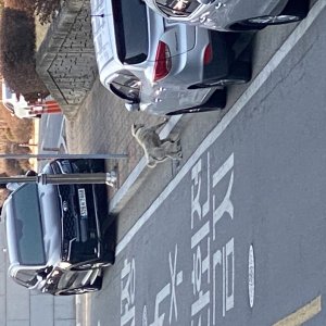 강아지 주인을 찾습니다 진돗개 경기도 광주시