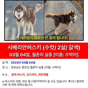 강아지를 찾습니다 시베리안허스키 경상남도 함안군