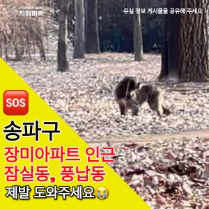 강아지를 찾습니다 믹스견 서울특별시 송파구