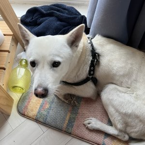 강아지를 찾습니다 진돗개 강원도 강릉시