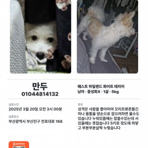 강아지를 찾습니다 웨스트하이랜드화이트테리어 부산광역시 부산진구