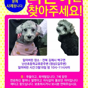 강아지를 찾습니다 푸들/미니어처푸들 전라북도 김제시