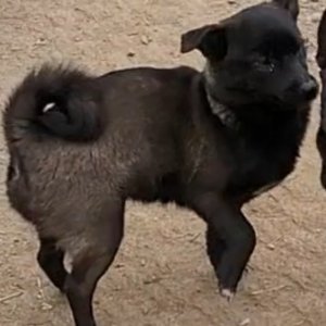 강아지를 찾습니다 믹스견 경기도 고양시 덕양구