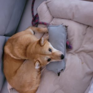 강아지를 찾습니다 진돗개 경기도 광주시