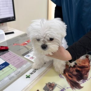 강아지 주인을 찾습니다 말티즈 서울특별시 동대문구