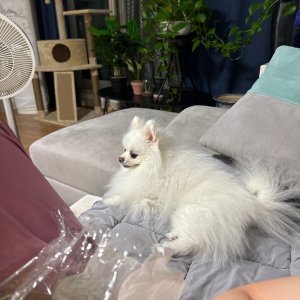 강아지를 찾습니다 포메라니언 경상북도 포항시 남구