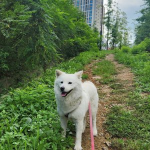 강아지를 찾습니다 믹스견 부산광역시 기장군
