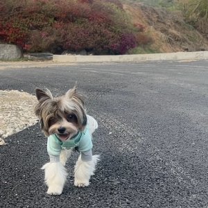 강아지를 찾습니다 기타견종 경기도 안성시