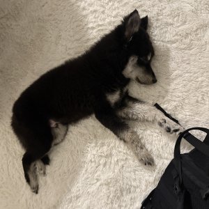 강아지 주인을 찾습니다 믹스견 서울특별시 금천구