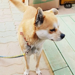 강아지를 찾습니다 기타견종 충청북도 청주시 상당구