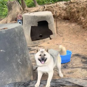 강아지 주인을 찾습니다 믹스견 경상북도 성주군