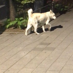강아지 주인을 찾습니다 진돗개 서울특별시 동작구