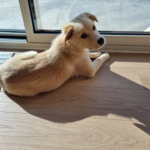 강아지를 찾습니다 골든리트리버 경상북도 포항시 북구