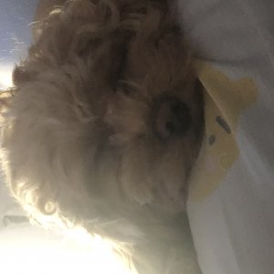 강아지를 찾습니다 푸들/토이푸들 전라남도 나주시