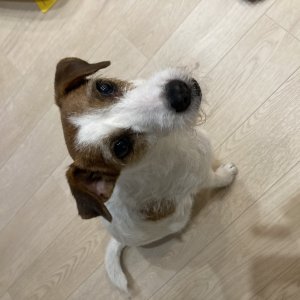 강아지를 찾습니다 기타견종 대전광역시 서구