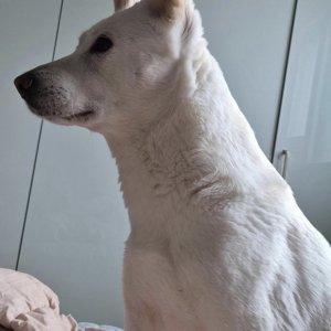 강아지를 찾습니다 진돗개 인천광역시 강화군
