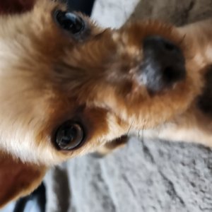 강아지를 찾습니다 요크셔테리어 대구광역시 서구