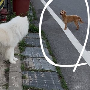 강아지 주인을 찾습니다 믹스견 인천광역시 옹진군
